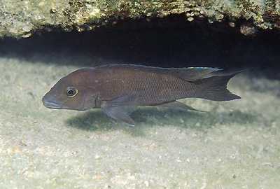 Neolamprologus christyi 'Kisambala'